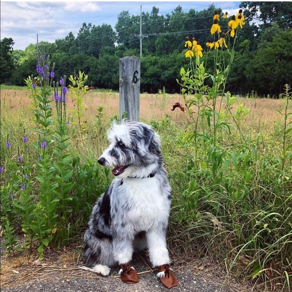 NWT Dog Mocs - Picture 7 of 9